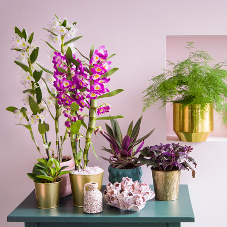 http://Sfeerbeeld%20Orchideeën
